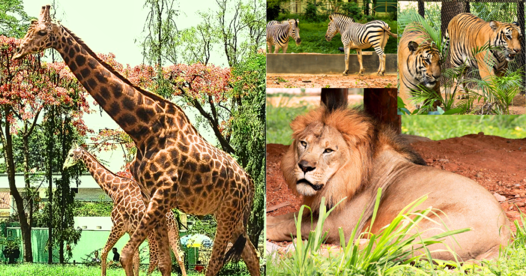 Sri Chamarajendra Zoological Garden